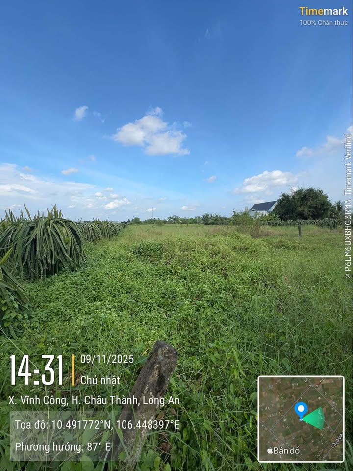 Đất nông nghiệp 1500m² tại Vĩnh Công, Châu Thành chỉ 450 triệu - Sổ hồng chính chủ!