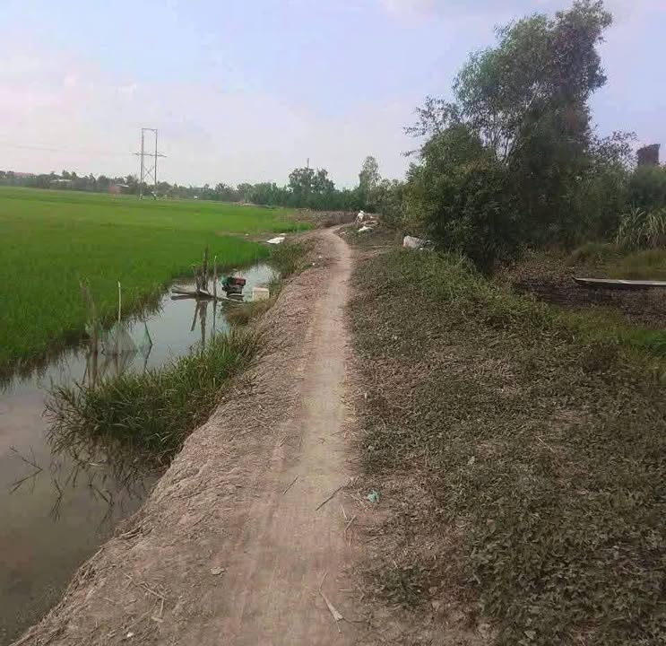 Đất Lúa Bán Gấp tại Mỹ Thành Nam, Cai Lậy - 14 Công, Giá 8.4 Tỷ!