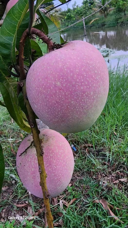 Đất nền An Lập Dầu Tiếng 20.000m² giá 25 tỷ - Mặt tiền đường Hồ Chí Minh