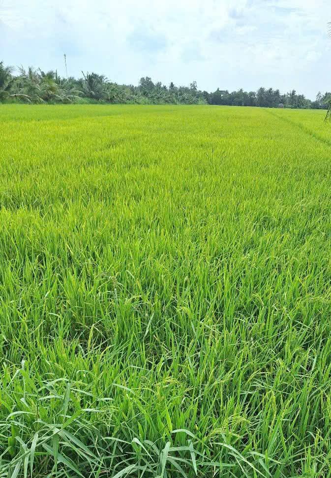 Đất ruộng Mỹ Nhơn 30.000m² giá 390 triệu - Đầu tư sinh lời hấp dẫn!