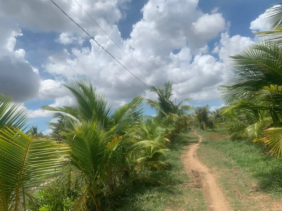 Đất vườn dừa 4200m² xã Tân Xuân - Giá chỉ 1.26 tỷ - Tiềm năng sinh lời cao!