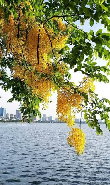 Nhà phố Âu Cơ 40m² giá 3 tỷ - Ô tô đỗ cổng, vị trí đắc địa!