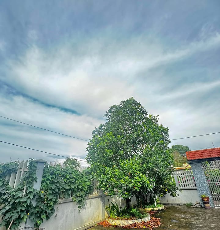 Nhà sân vườn 240m² tại Phú Xuyên - Chính chủ bán gấp, giá thương lượng!