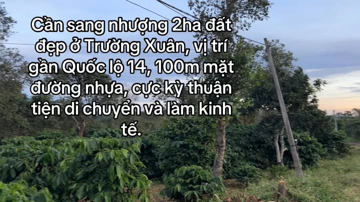 Đất nền 2ha tại Trường Xuân, Đắk Nông - Giá chỉ 5.5 tỷ, Đầu tư sinh lời ổn định!