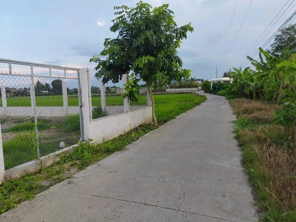 Đất thổ cư 113m² và 2216m² lúa tại ấp 1, xã Long Cang, Cần Đước - Giá chỉ 2.6 tỷ!