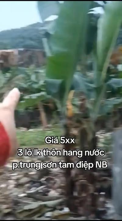 Đất nền thôn Hang Nước, Trung Sơn, Tam Điệp 150m² chỉ 500 triệu - Cơ hội đầu tư tuyệt vời!