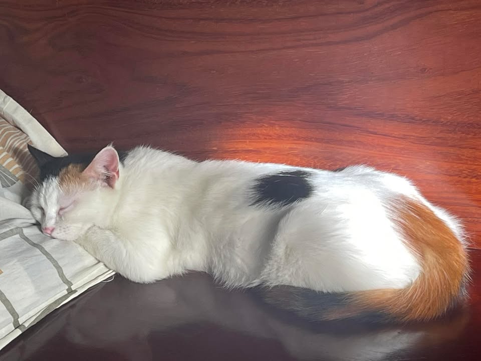 Đất thổ cư Ea Tu 500m² giá 3.05 tỷ - Cơ hội đầu tư hấp dẫn!