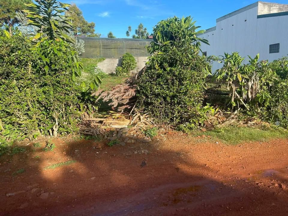 Đất nền thổ cư Nguyễn Văn Cừ 125m² giá 1.5 tỷ - Đường thông thoáng, tiện ích đầy đủ!