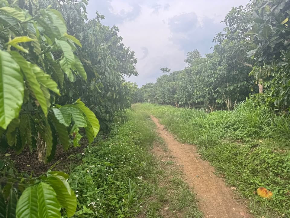 Đất thổ cư 2 mặt tiền Đoàn Thị Điểm 1400m² giá 1.55 tỷ - Cơ hội đầu tư sinh lời!