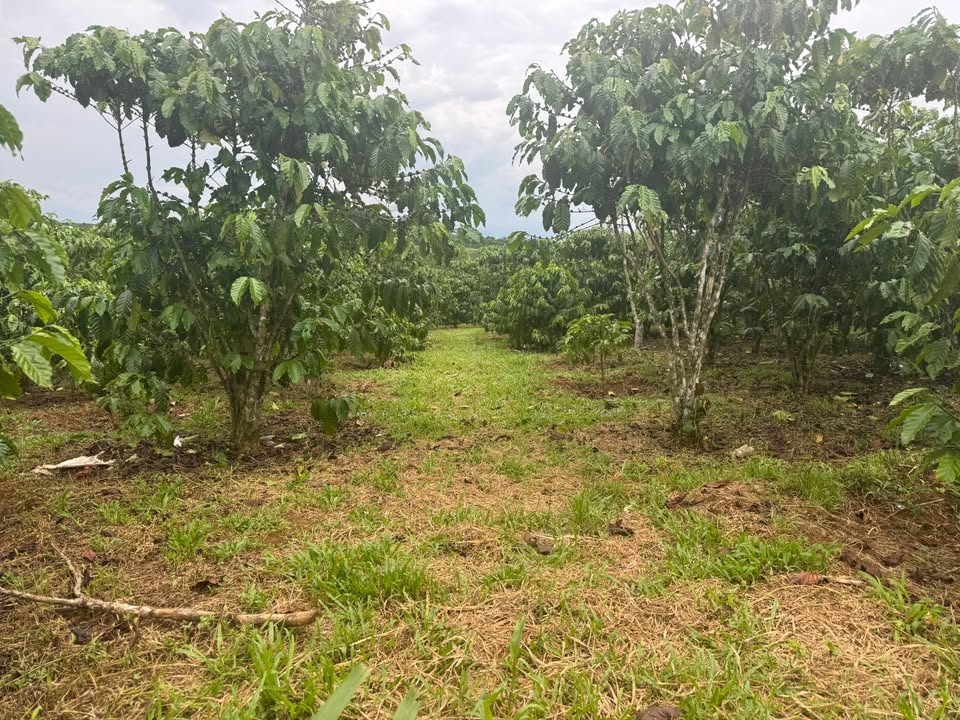 Đất mặt tiền đường Lý Thường Kiệt, Bảo Lộc 1200m² giá 3.1 tỷ - Sổ đỏ chính chủ!