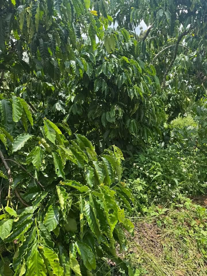 Đất nền đẹp Hẻm 198 Đoàn Thị Điểm Bảo Lộc 2880m² giá 6.5 tỷ - Cơ hội vàng cho đầu tư!