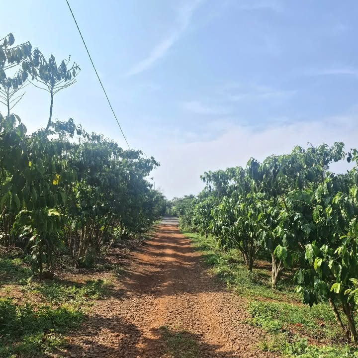 Đất Lộc Ngãi Bảo Lâm 2 sào giá 1.2 tỷ - Vị trí đẹp gần nhà thờ