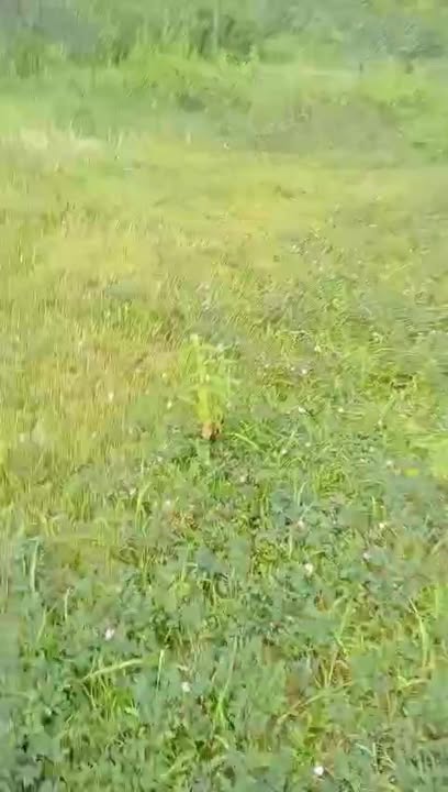 Đất nền Cư Knia 1ha giá 900 triệu - Sổ đỏ chính chủ, xe ô tô vào tận nơi!