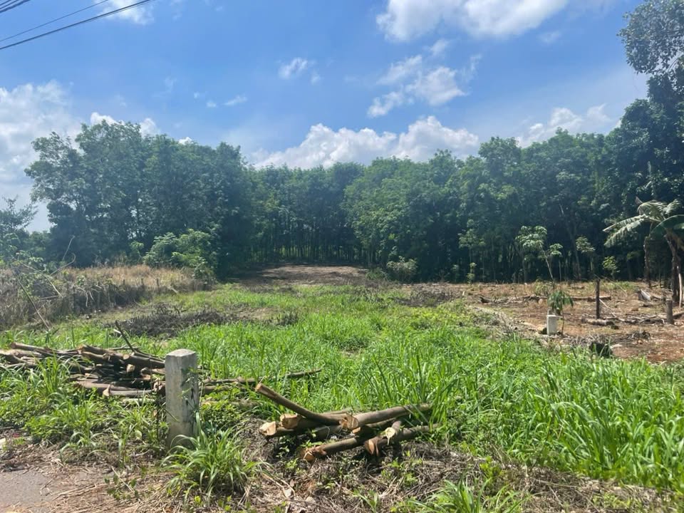 Đất nền ấp Phượng Vỹ, xã Xuân Thành, 2000m² giá 3.5 tỷ - Đầu tư sinh lời hấp dẫn!