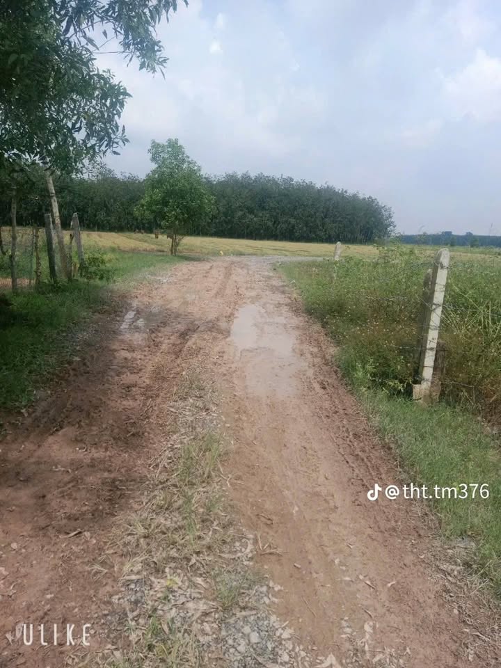 Đất nền Thạnh Bình, Tân Biên 195m² giá 160 triệu - Sổ đỏ chính chủ, xây dựng ngay!