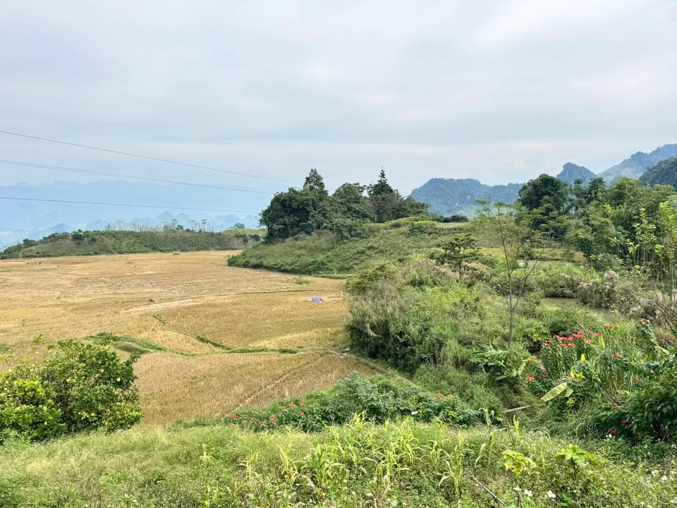 Đất thổ cư Chiềng Khoa Vân Hồ 3000m² giá 1.05 tỷ - View cực đẹp gần cao tốc!