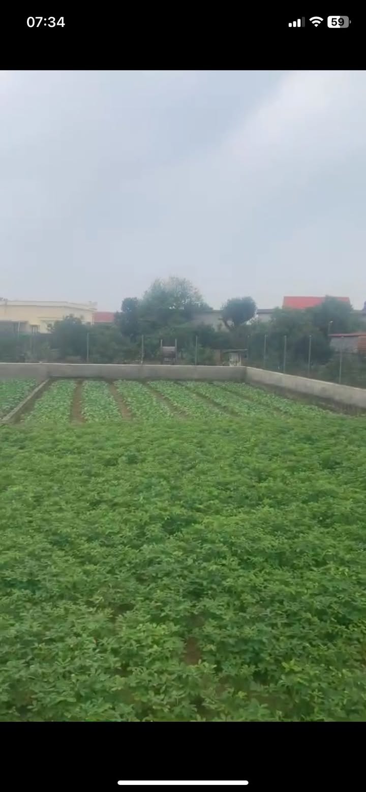 Đất nền Giao Phong 260m² giá 2 tỷ - Đường nhựa thông thoáng!