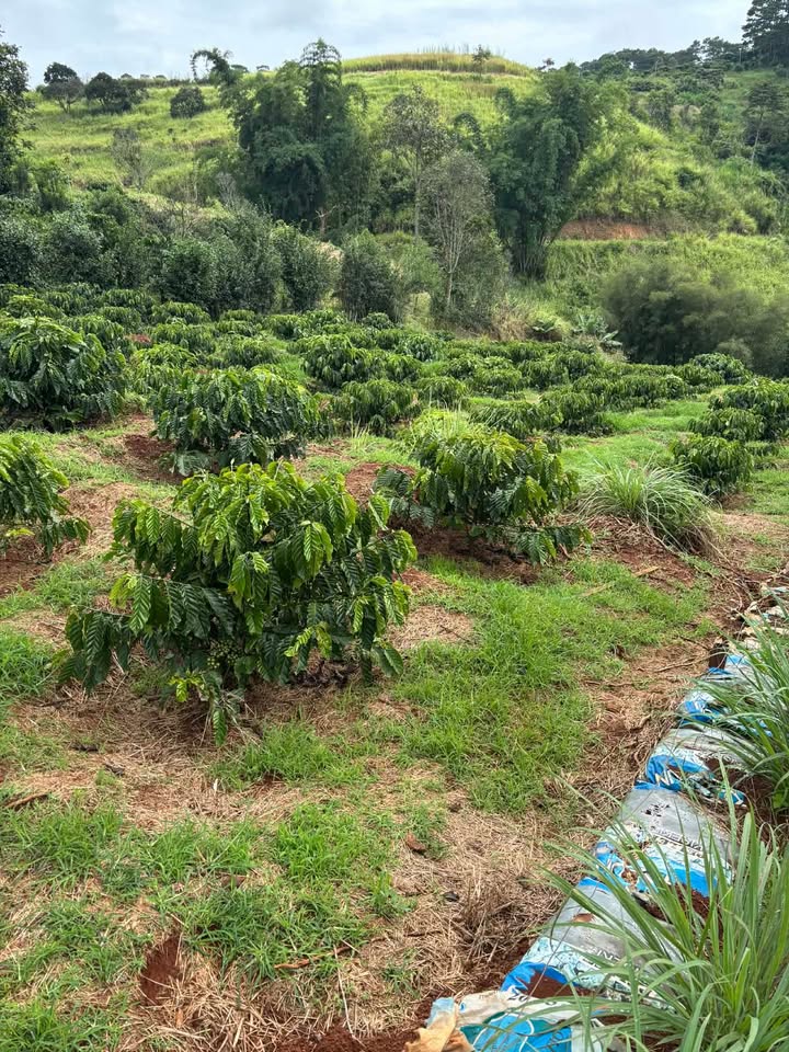 Đất nền Nam Ban Lâm Hà 1700m² giá 1.5 tỷ - Chính chủ bán gấp!