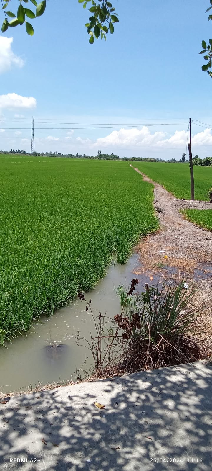 Đất nền chính chủ tại Mong Thọ, Châu Thành, Kiên Giang - Diện tích 17.000m² giá chỉ 2.55 tỷ!