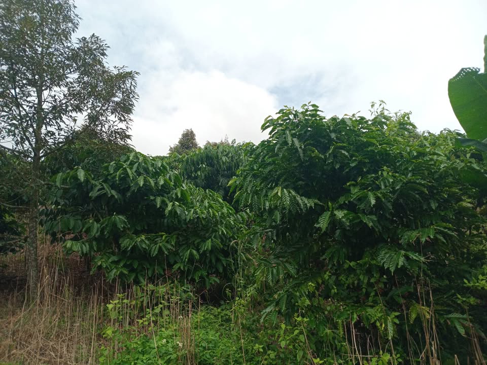 Đất nông nghiệp 1,7ha tại Nghĩa Đức, Gia Nghĩa - Giá 3,8 tỷ thương lượng!