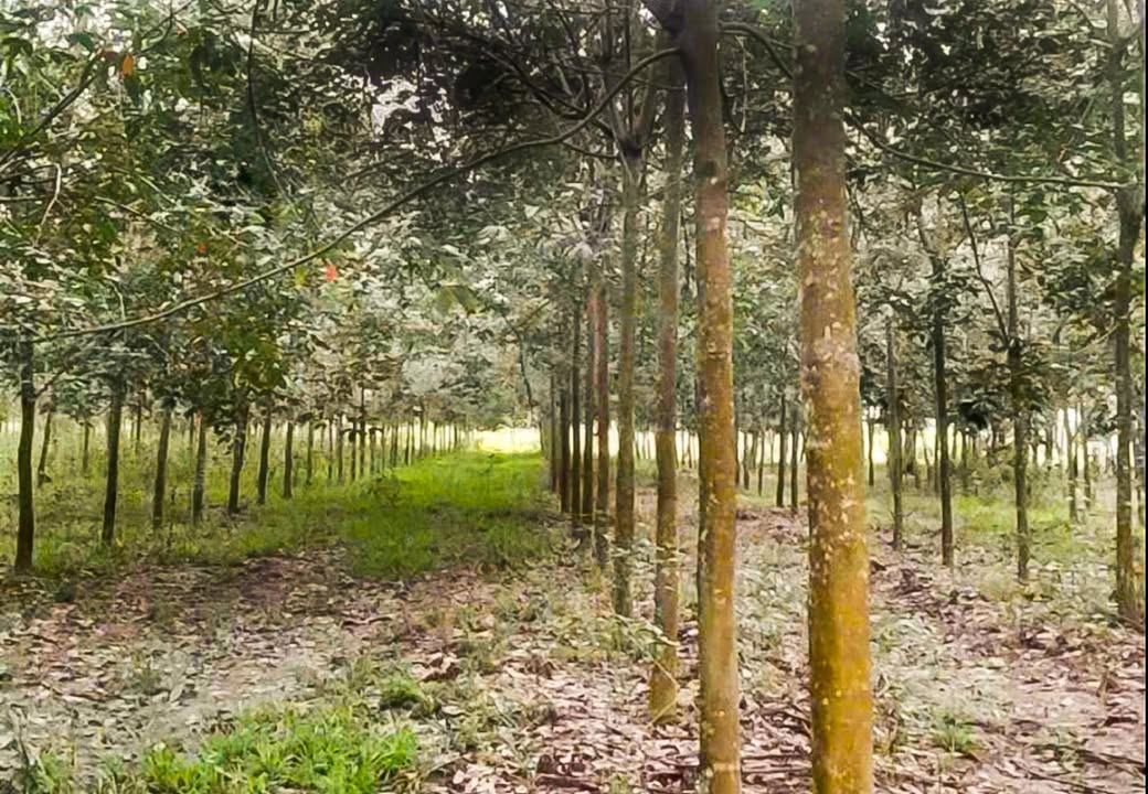 Đất nền Minh Đức Hớn Quản 10.000m² giá 1.5 tỷ - Cơ hội đầu tư tuyệt vời!