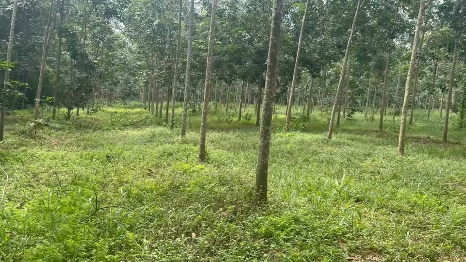 Đất nền Hớn Quản, Tân Hưng 17.000m² giá 2.1 tỷ - Đầu tư sinh lời ngay!