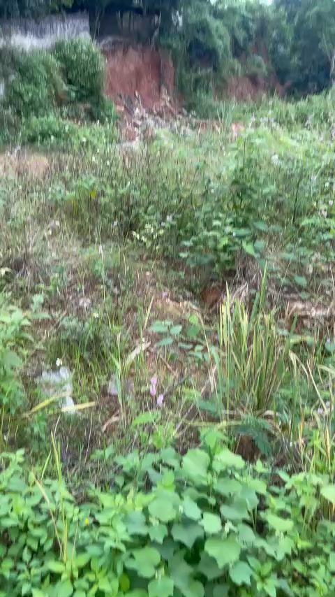 Đất vườn Liên Sơn, Tân Yên 1000m² - Giá chỉ 3 tỷ, cơ hội đầu tư tuyệt vời!