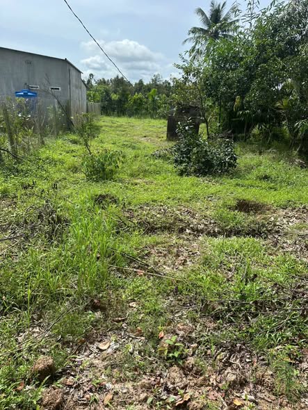 Đất nền Hòa Nghĩa, Chợ Lách 508m² giá 250 triệu - Đầu tư sinh lời ngay!