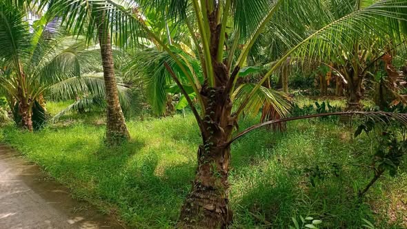 Đất vườn Thạnh Ngãi 1353m² giá 820 triệu - Đường ô tô vào tận nơi!