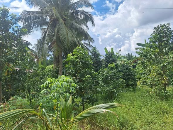 Đất nền Phú Mỹ Mỏ Cày Bắc 1000m² giá 750 triệu - Sổ đỏ chính chủ, có nhà cấp 4