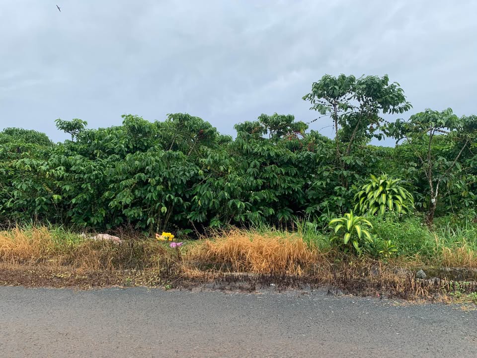 Đất nền Lộc An Bảo Lâm 432m² giá 2.2 tỷ - Cần ra nhanh lô tứ quý!