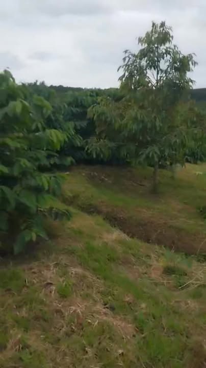 Đất nền Di Linh 6800m² giá 2.5 tỷ - Vị trí đắc địa, giao thông thuận lợi!