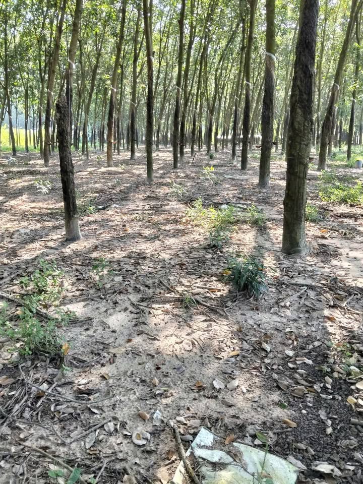 Đất cao su 14.000m² tại Thanh Tuyền, Dầu Tiếng - Chính chủ bán 4 tỷ!