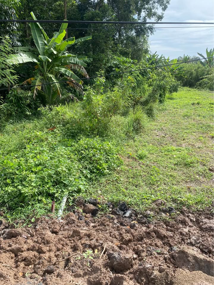 Đất nền đẹp 143m² tại Mỹ An, Mang Thít giá chỉ 495 triệu - Sổ hồng chính chủ!