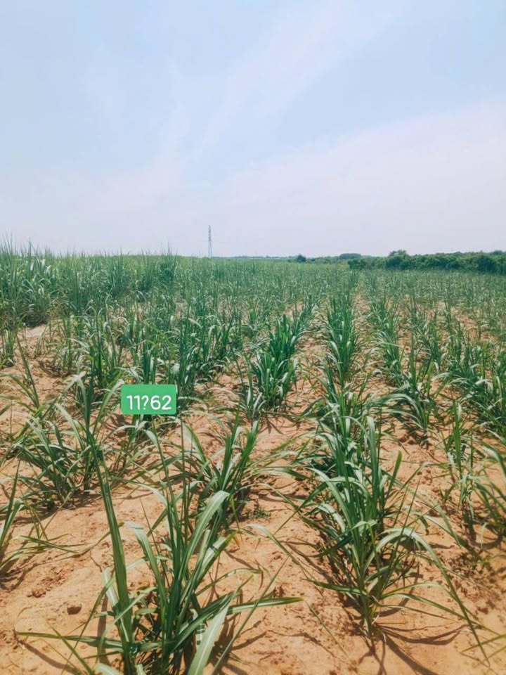 Đất nền Cam Hiệp Nam 1200m² giá 220 triệu - Sổ đỏ chính chủ