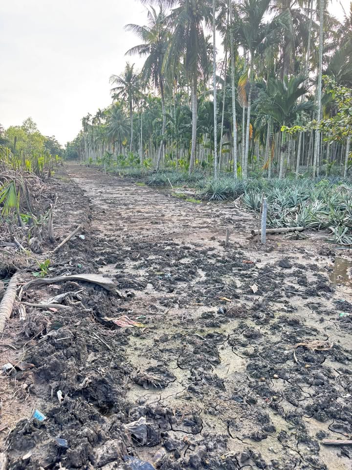 Đất vườn 1000m² tại Ấp An Ninh, Kiên Giang - Chỉ 490 triệu!