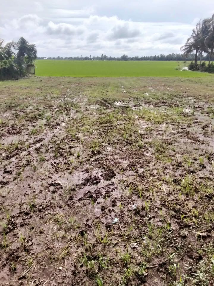 Đất nền 3000m² tại Đông Yên, An Biên - Giá chỉ 3.5 tỷ - Đầu tư sinh lời ngay!