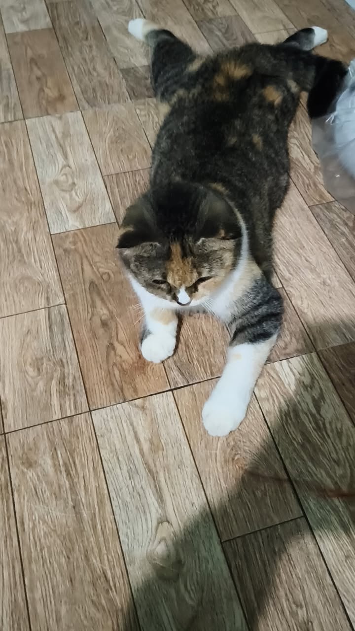 Đất thổ cư Tân Phú Tân Châu 760m² giá 750 triệu - Đường ô tô vào tận nơi!