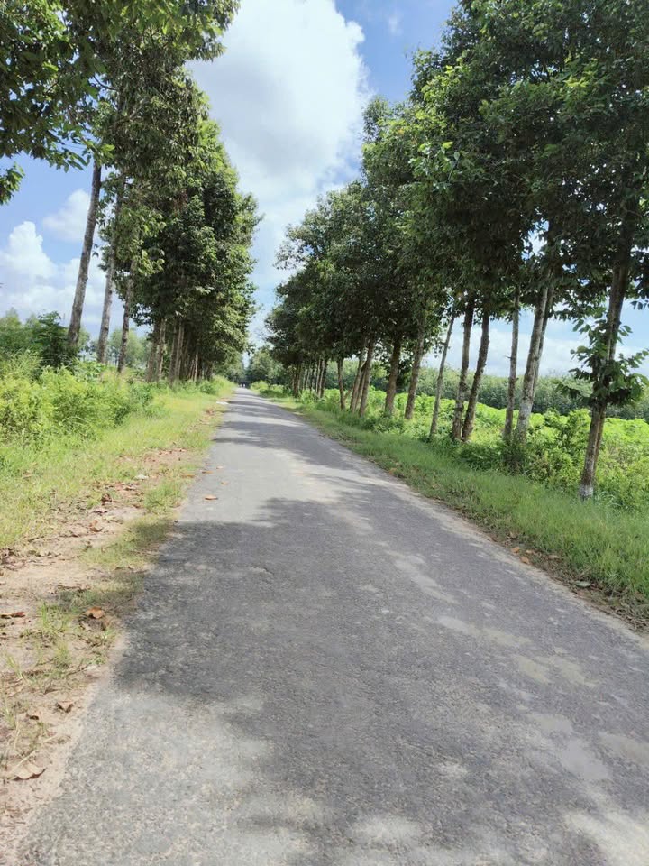 Đất nền mặt tiền đường D14, xã Hảo Đước, Tây Ninh 6396m² - Giá chỉ 85 triệu/m²!