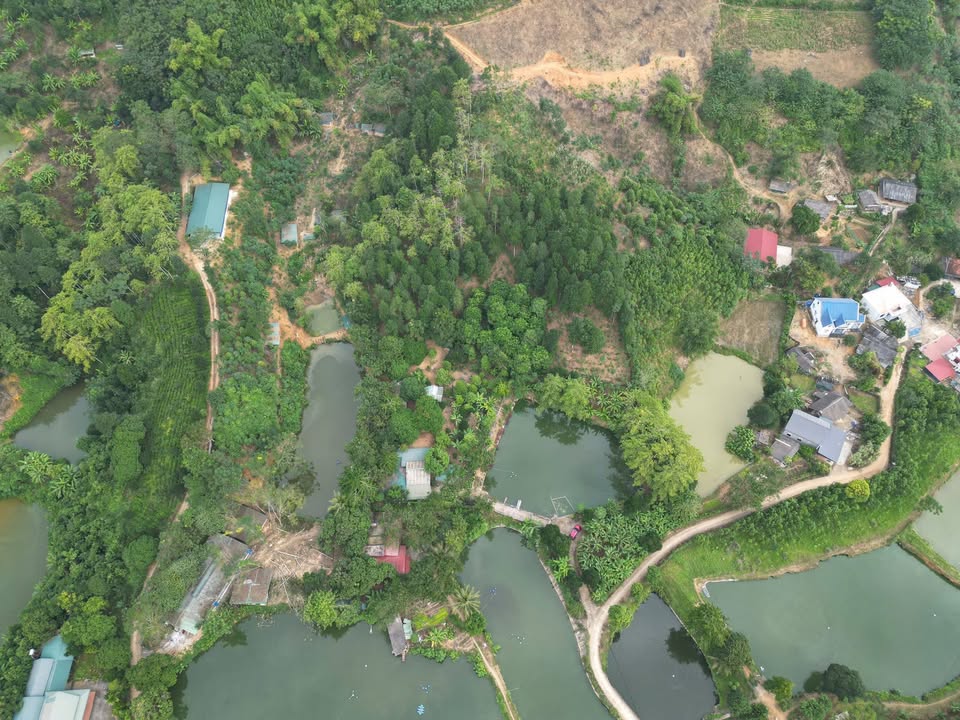 Farm Bảo Thắng Lào Cai 1Ha giá thỏa thuận - Cơ hội đầu tư tuyệt vời!