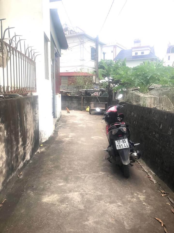 Đất trồng cây lâu năm tại xã Vũ Hội, 300m² - Mặt tiền 15m, ô tô vào tận nơi!