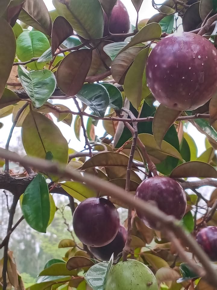 Đất nền mặt tiền Nguyễn Tất Thành, Hội An 150m² giá 3 tỷ - Đầu tư sinh lời ngay!