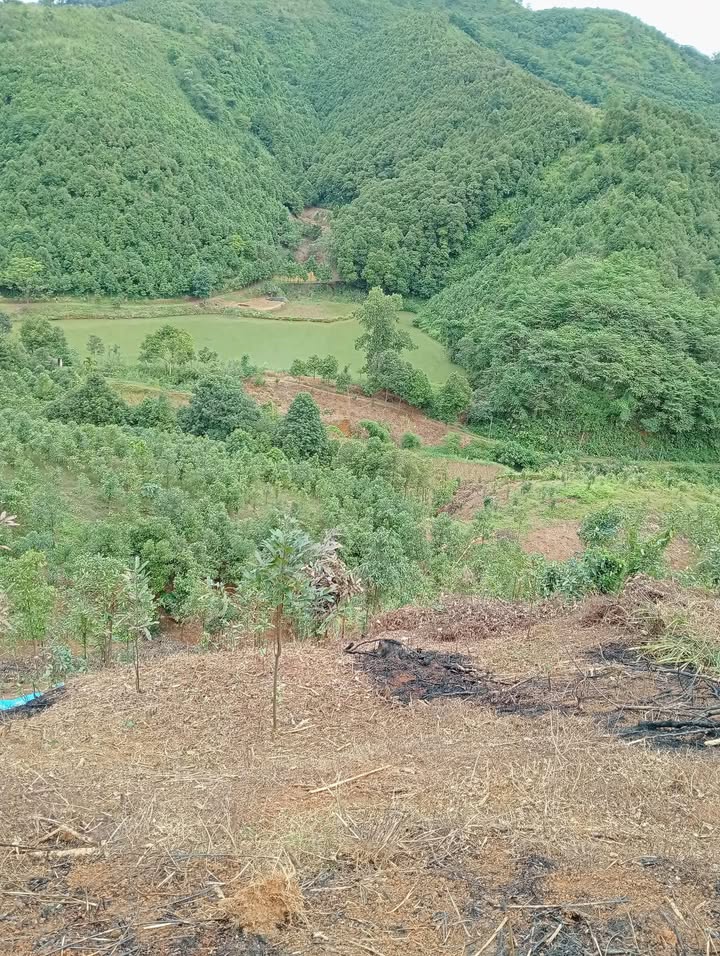 Trang trại 21ha tại Bảo Thắng, Lào Cai - Cơ hội đầu tư tuyệt vời!