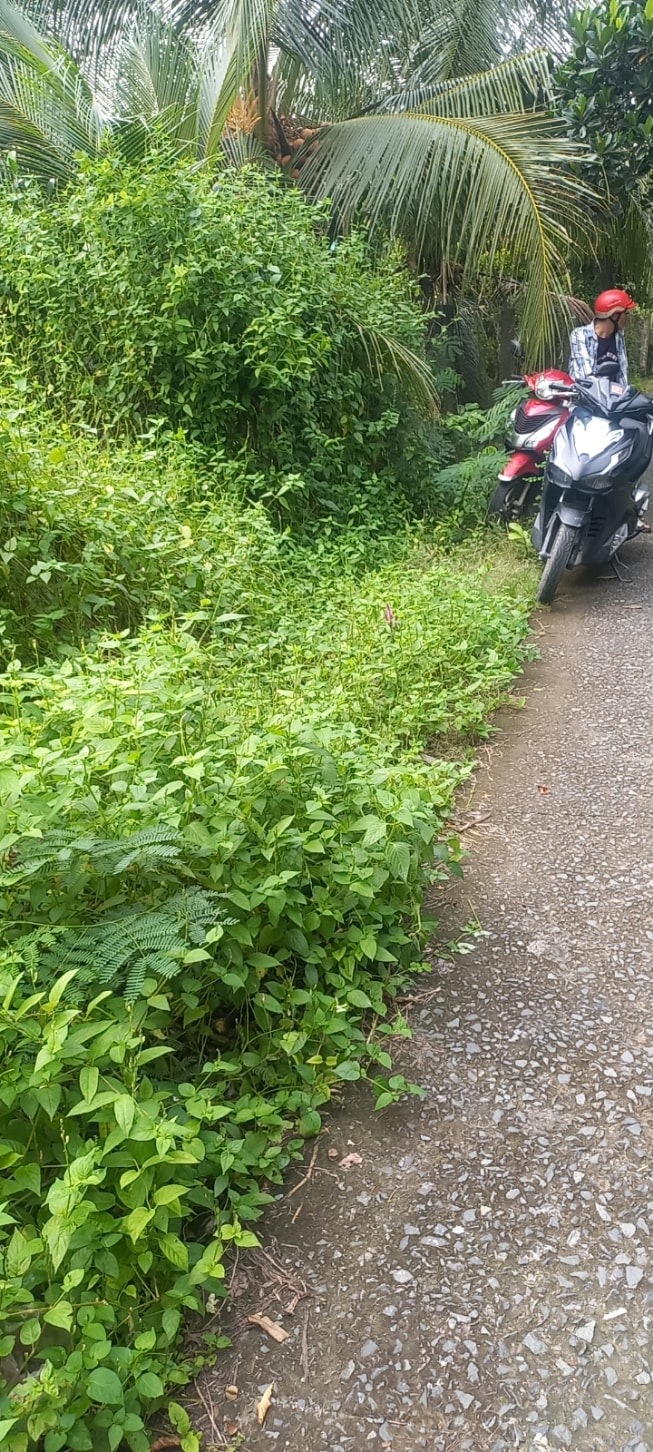 Đất Phước Thạnh Mỹ Tho 306m² giá 1.05 tỷ - Đầu tư sinh lời hoặc mua cây nhà!