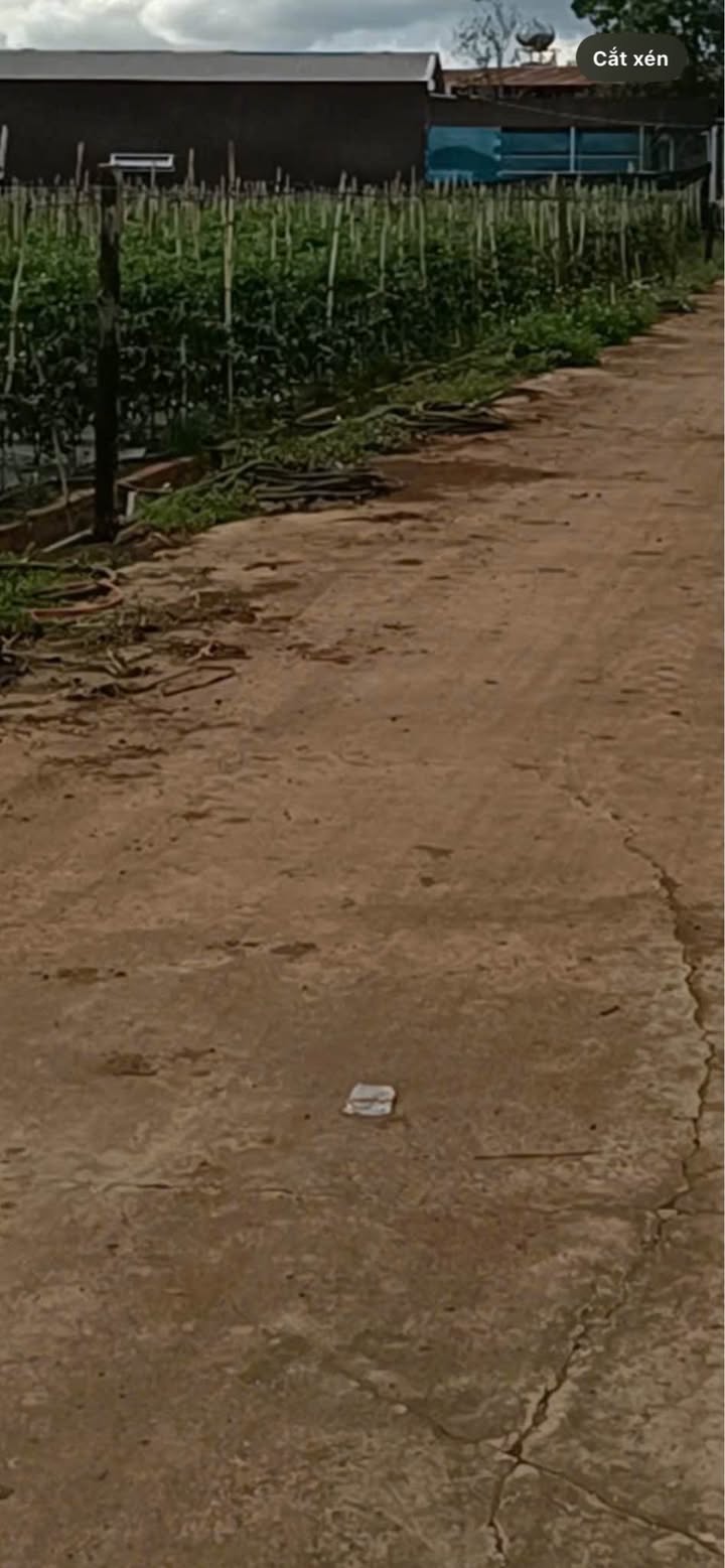 Lô đất Phú Hội Đức Trọng 125m² giá chỉ 250 triệu - Cơ hội đầu tư tuyệt vời!