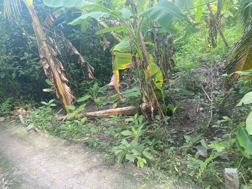 Đất nền Thới Hòa, Ô Môn, Cần Thơ 195m² giá 600 triệu - Bán gấp, giảm 50 triệu!