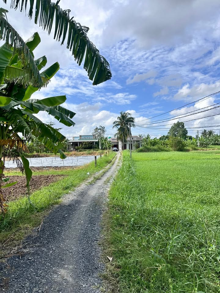 Đất Vĩnh An, Ba Tri 1831m² giá 800 triệu - Cơ hội đầu tư tuyệt vời!