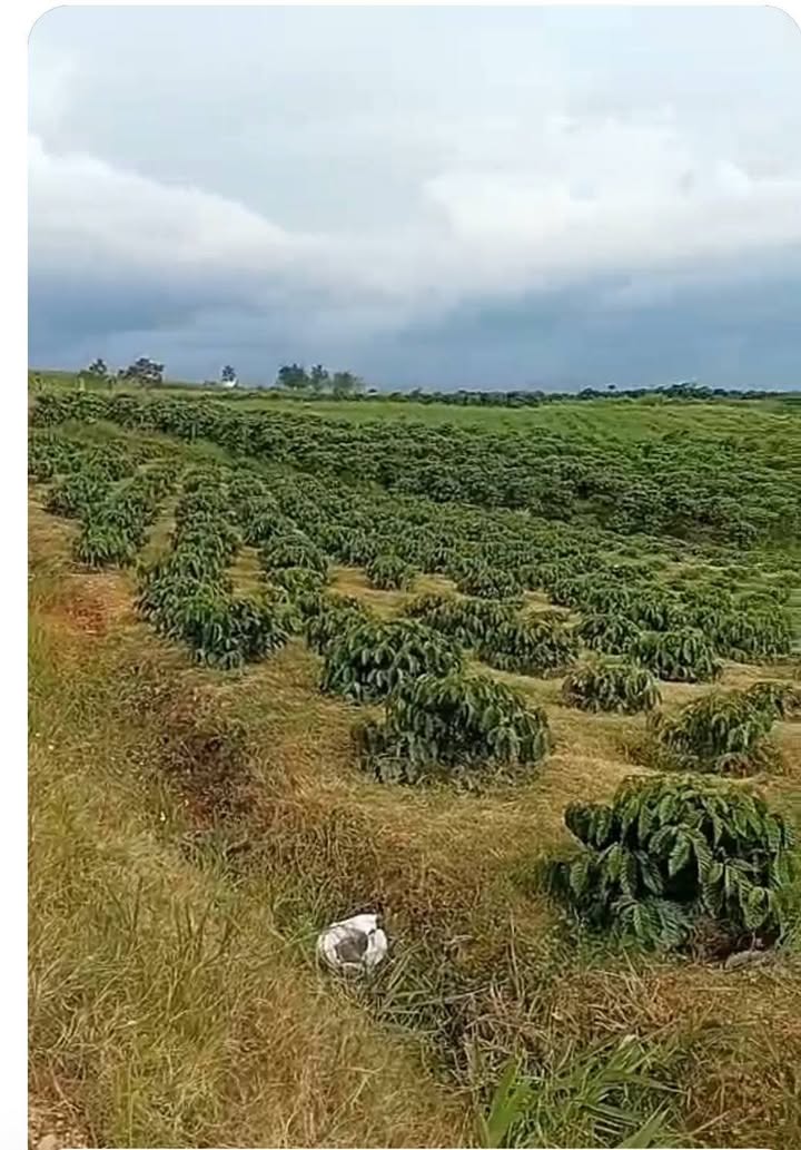 Đất nông nghiệp Đạ Đờn 1620m² giá 1.5 tỷ - View đẹp, sổ đỏ chính chủ!