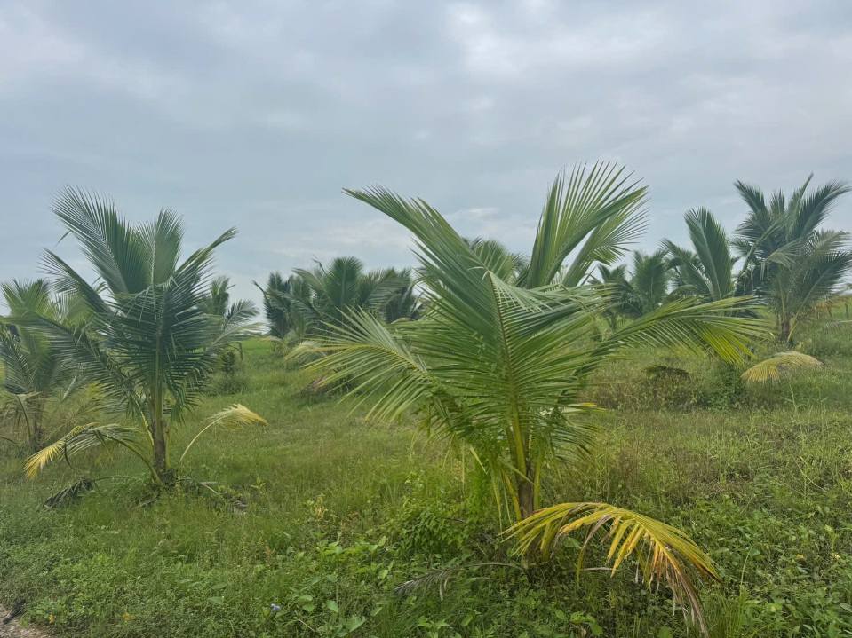 Đất vườn dừa 1000m² tại Phú Mỹ, Mỹ Tú - Giá chỉ 300 triệu VND