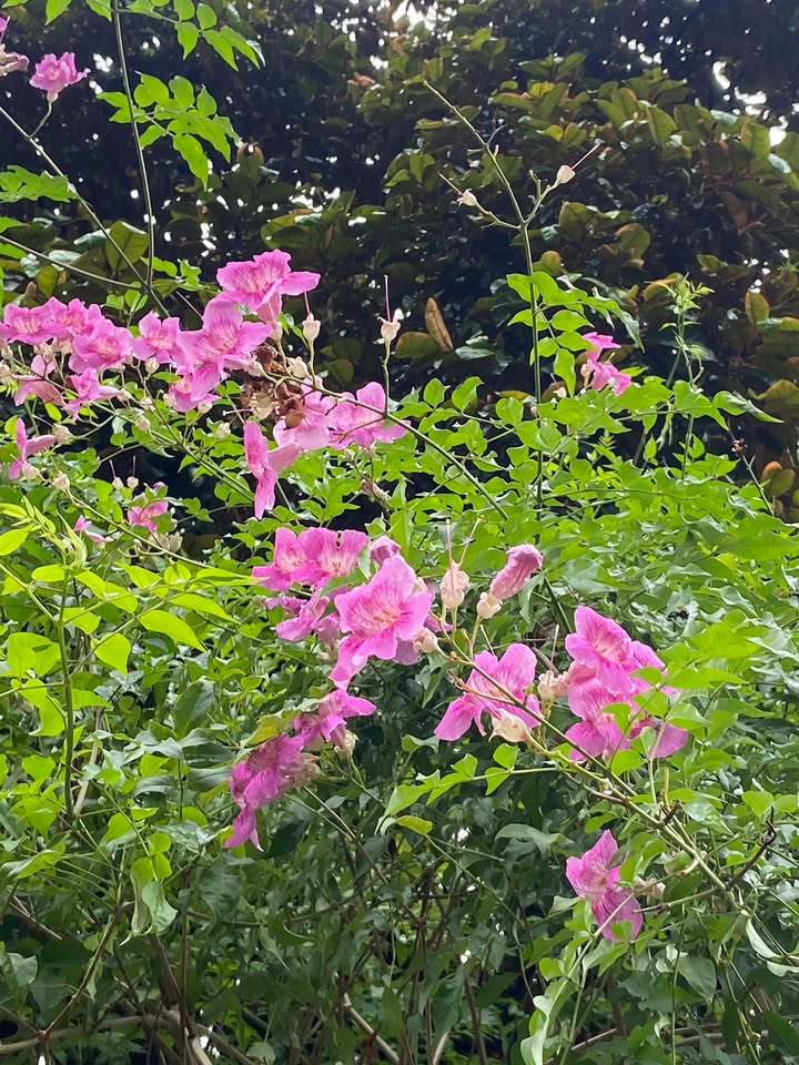 Đất nền Tân Hoà 54m² giá 8xx triệu - Cơ hội đầu tư sinh lời!